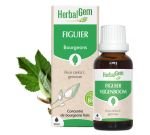 Figuier (Ficus carica) bourgeon, BIO, 30&nbsp;ml